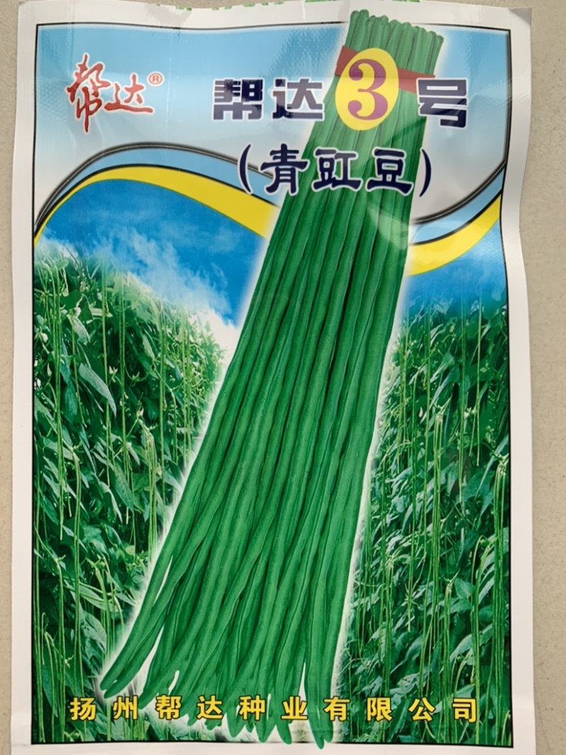 帮达地豇无架豇豆品种肉厚质嫩不易老耐贮运抗逆强