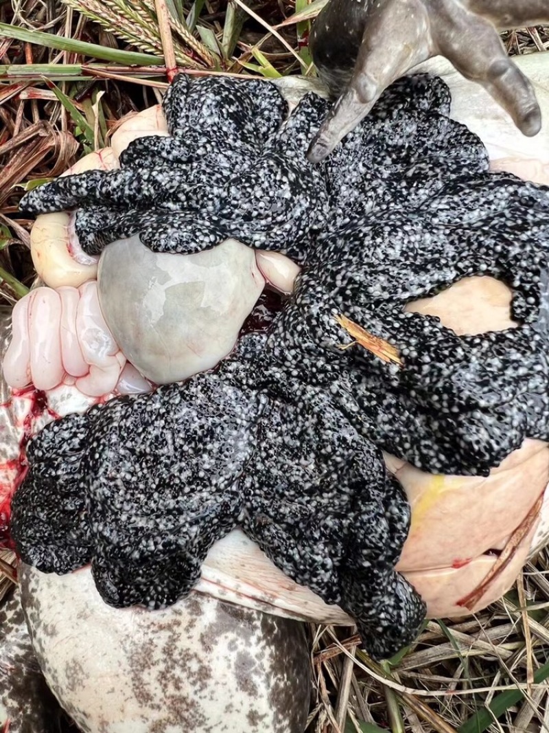 云南牛蛙苗，美蛙苗，牛蛙蝌蚪，免费提供技术支持