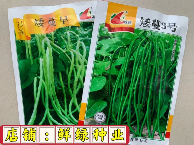 杨研绿柳无架豇豆适宜春夏秋栽培肉厚质嫩不易老耐贮运