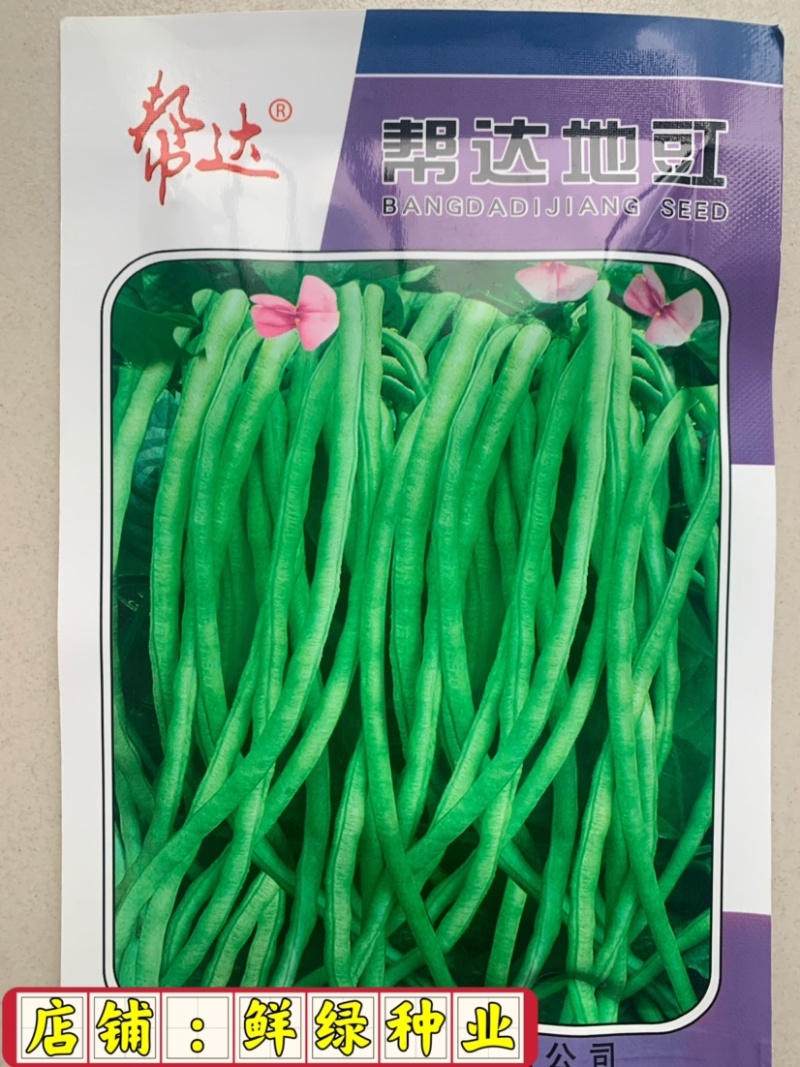 杨研绿柳无架豇豆适宜春夏秋栽培肉厚质嫩不易老耐贮运