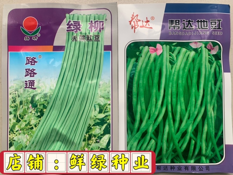 杨研绿柳无架豇豆适宜春夏秋栽培肉厚质嫩不易老耐贮运