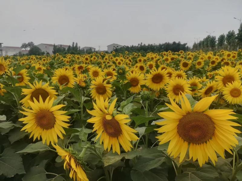 常年出售油葵籽，出油率高油质金黄