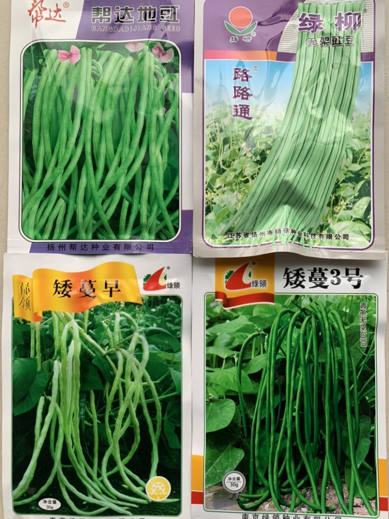 杨研绿柳无架豇豆适宜春夏秋栽培肉厚质嫩不易老耐贮运