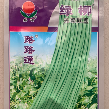 杨研绿柳无架豇豆适宜春夏秋栽培肉厚质嫩不易老耐贮运