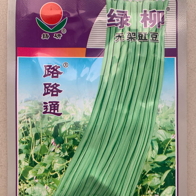 杨研绿柳无架豇豆适宜春夏秋栽培肉厚质嫩不易老耐贮运
