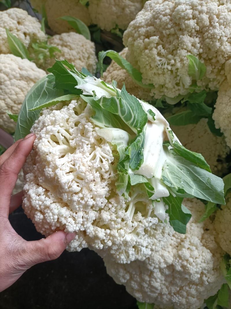 精品。有机青梗松花菜。