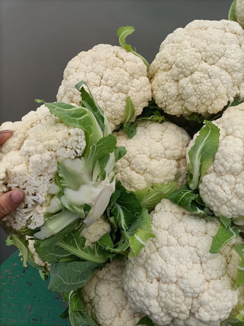 精品。有机青梗松花菜。