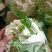 精品。有机青梗松花菜。