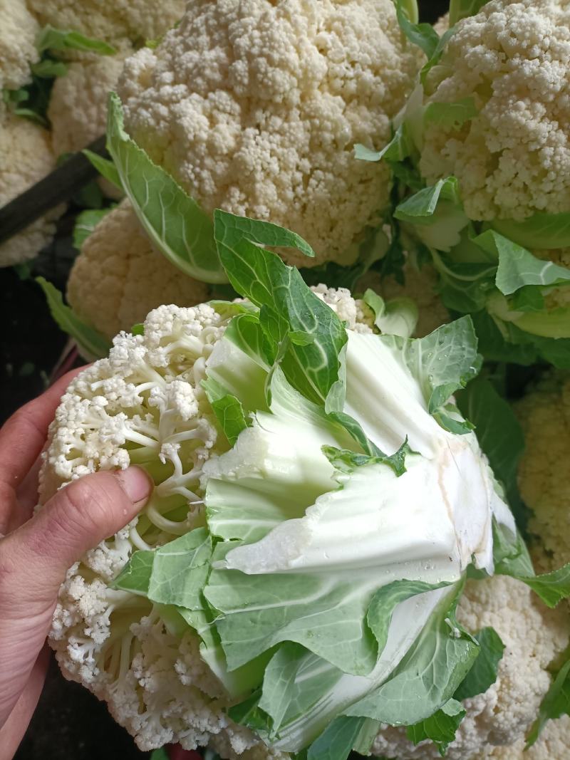 精品。有机青梗松花菜。