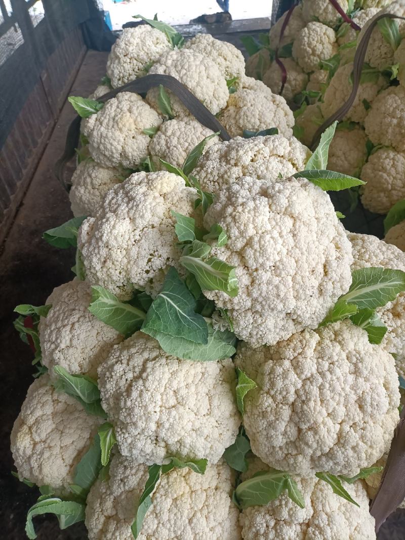 精品。有机青梗松花菜。