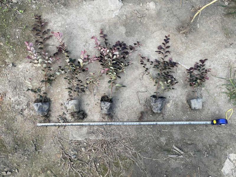 红花继木杯苗、红继木工程苗批发丶16杯红继木价格