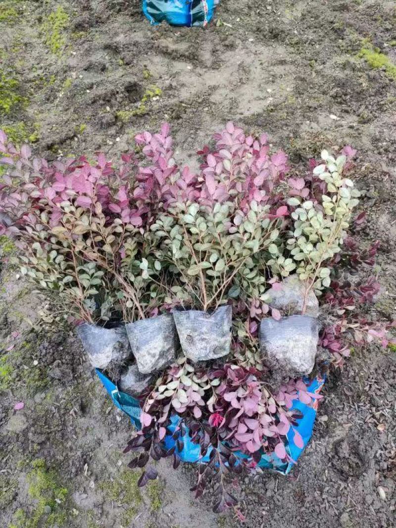 红花继木杯苗、红继木工程苗批发丶16杯红继木价格