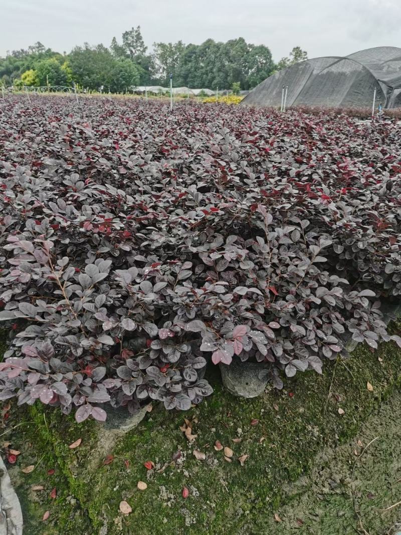 红花继木杯苗、红继木工程苗批发丶16杯红继木价格