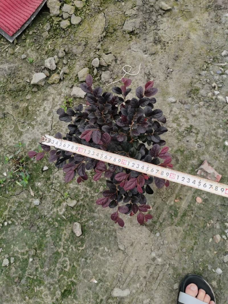 红花继木杯苗、红继木工程苗批发丶16杯红继木价格