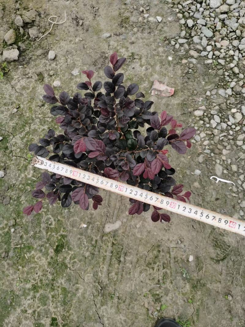 红花继木杯苗、红继木工程苗批发丶16杯红继木价格