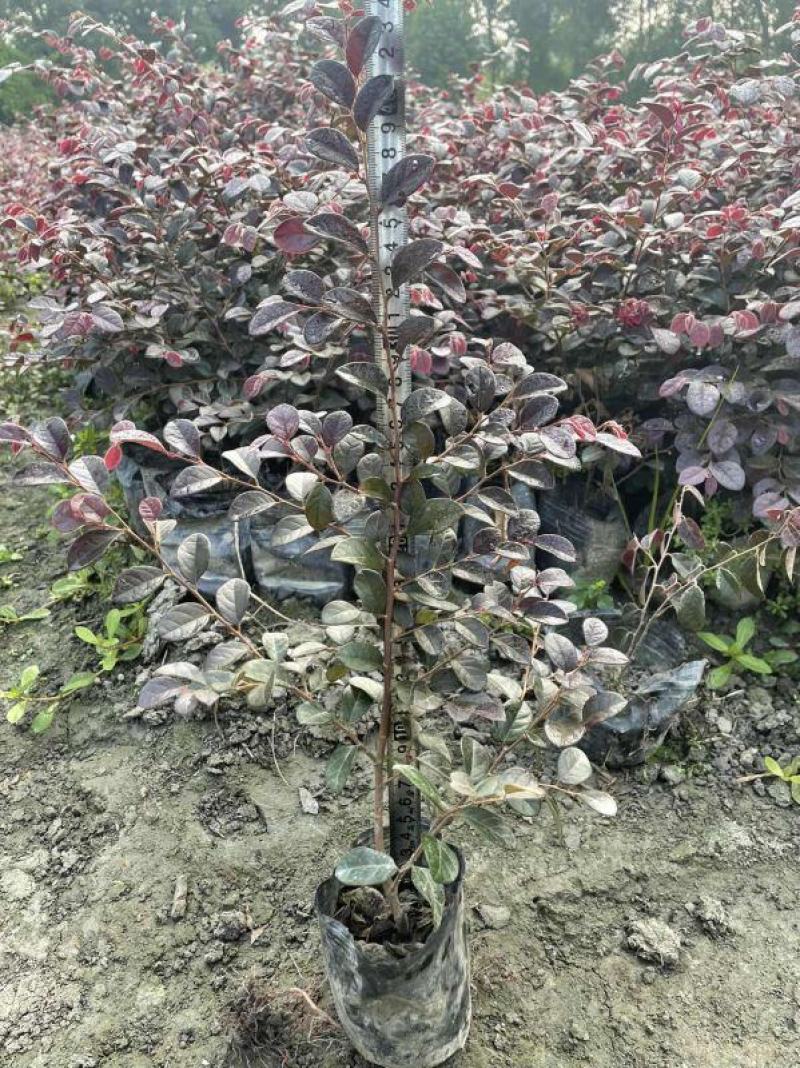红花继木杯苗、红继木工程苗批发丶16杯红继木价格