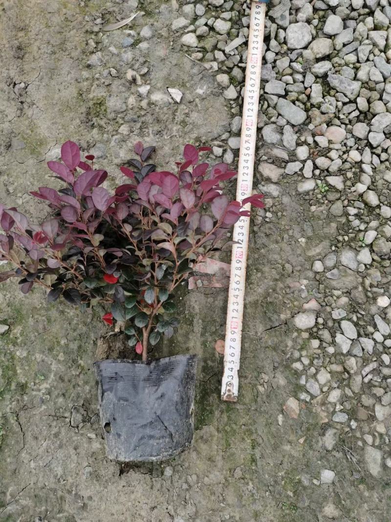 红花继木杯苗、红继木工程苗批发丶16杯红继木价格