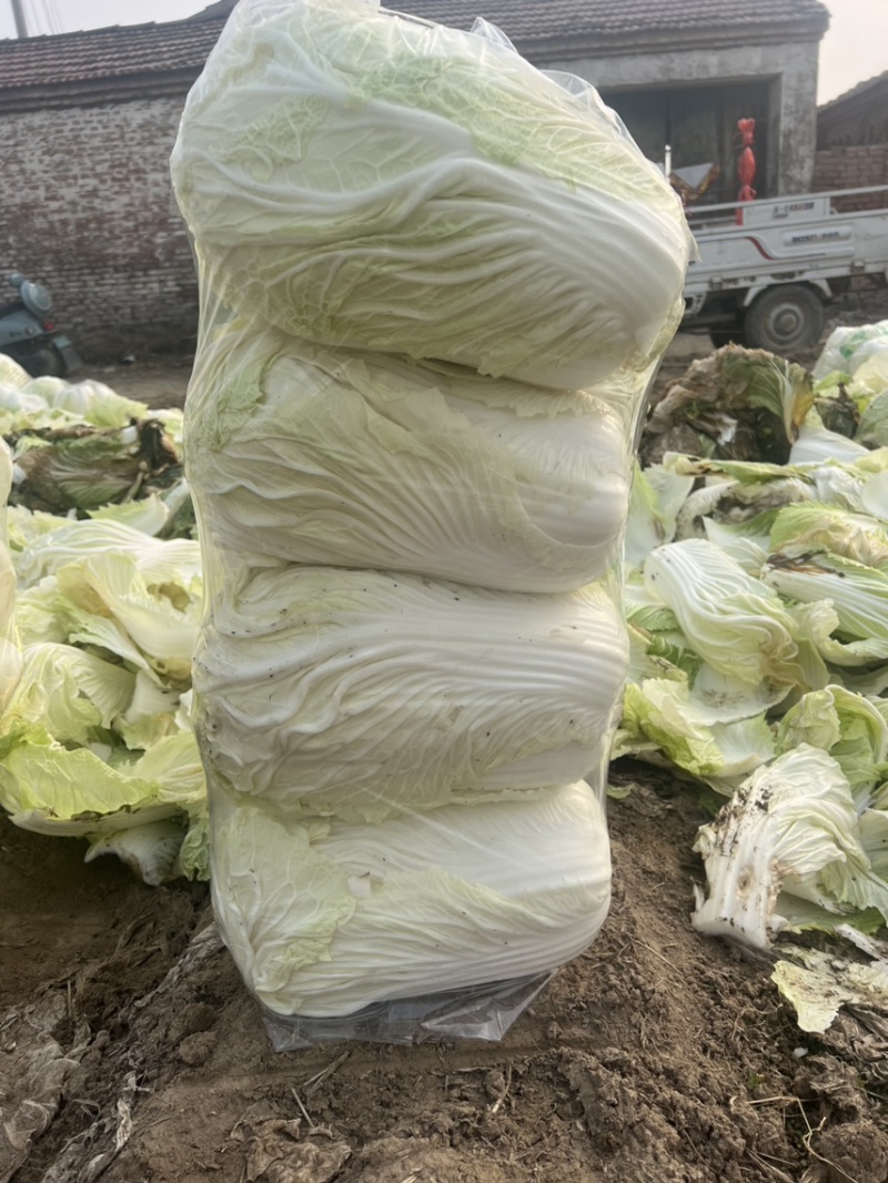 （货源地）青杂三号，大量供应加工厂，泡菜厂，市场，电商