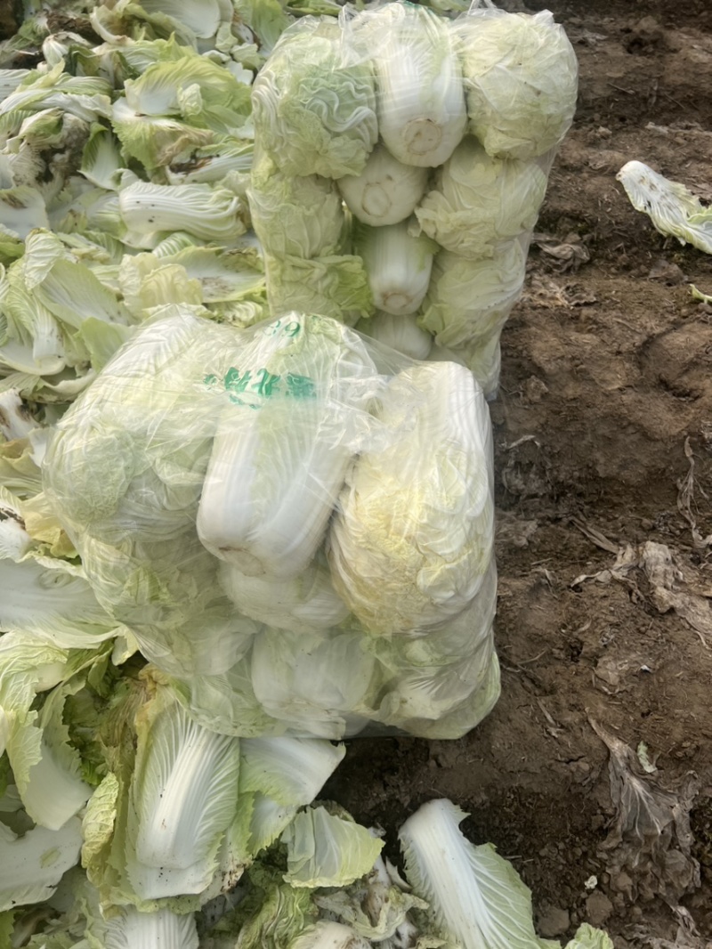 （货源地）青杂三号，大量供应加工厂，泡菜厂，市场，电商