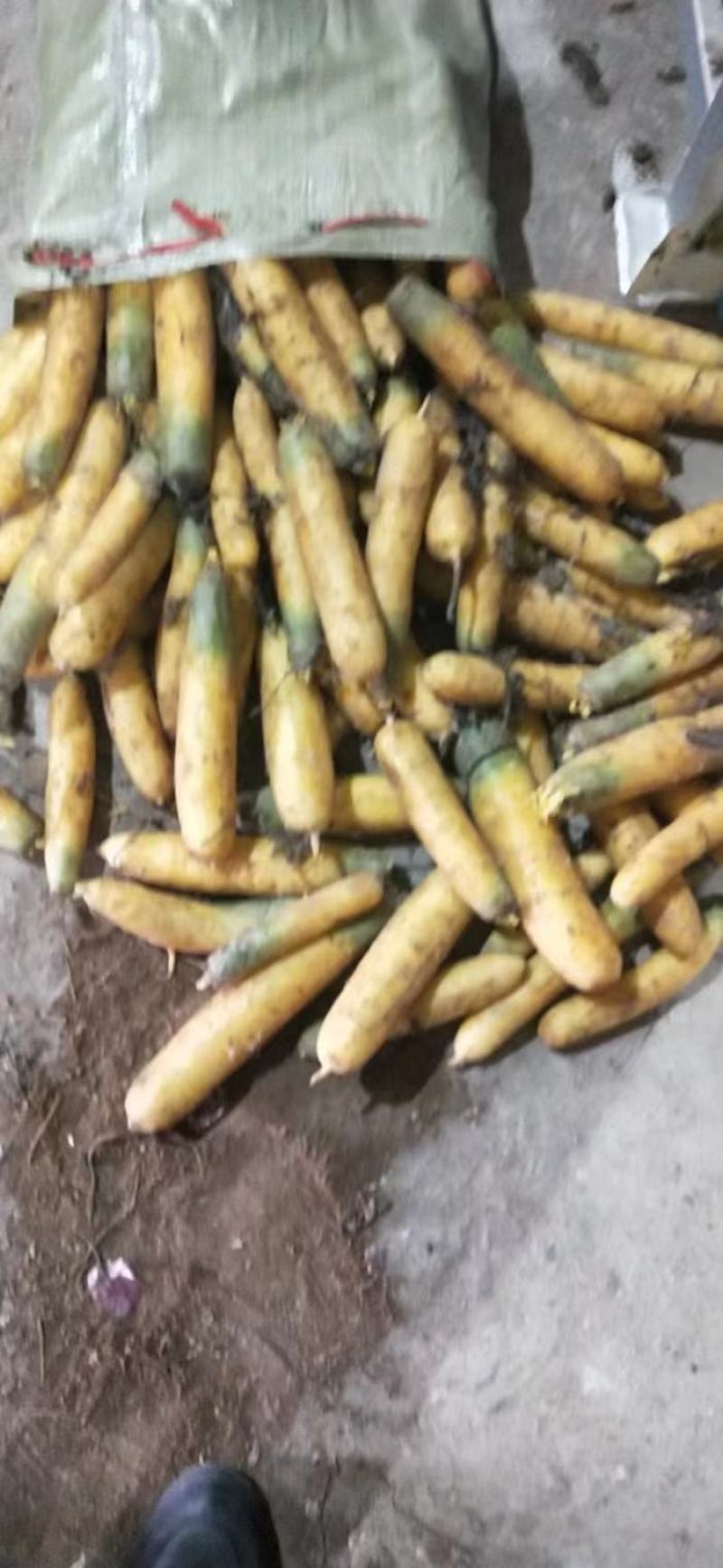 优选乌兰察布黄萝卜产地直发商超品质价格可谈