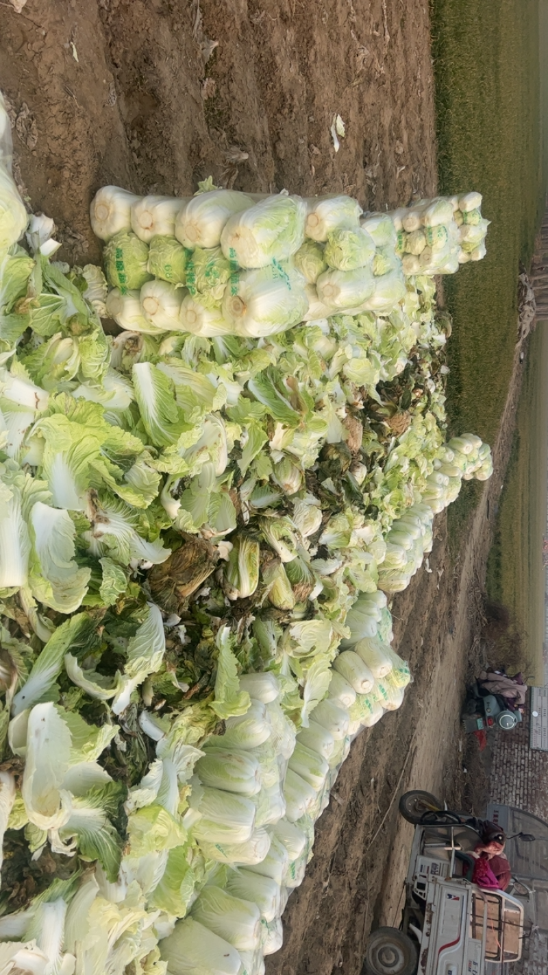 （货源地）青杂三号，大量供应加工厂，泡菜厂，市场，电商