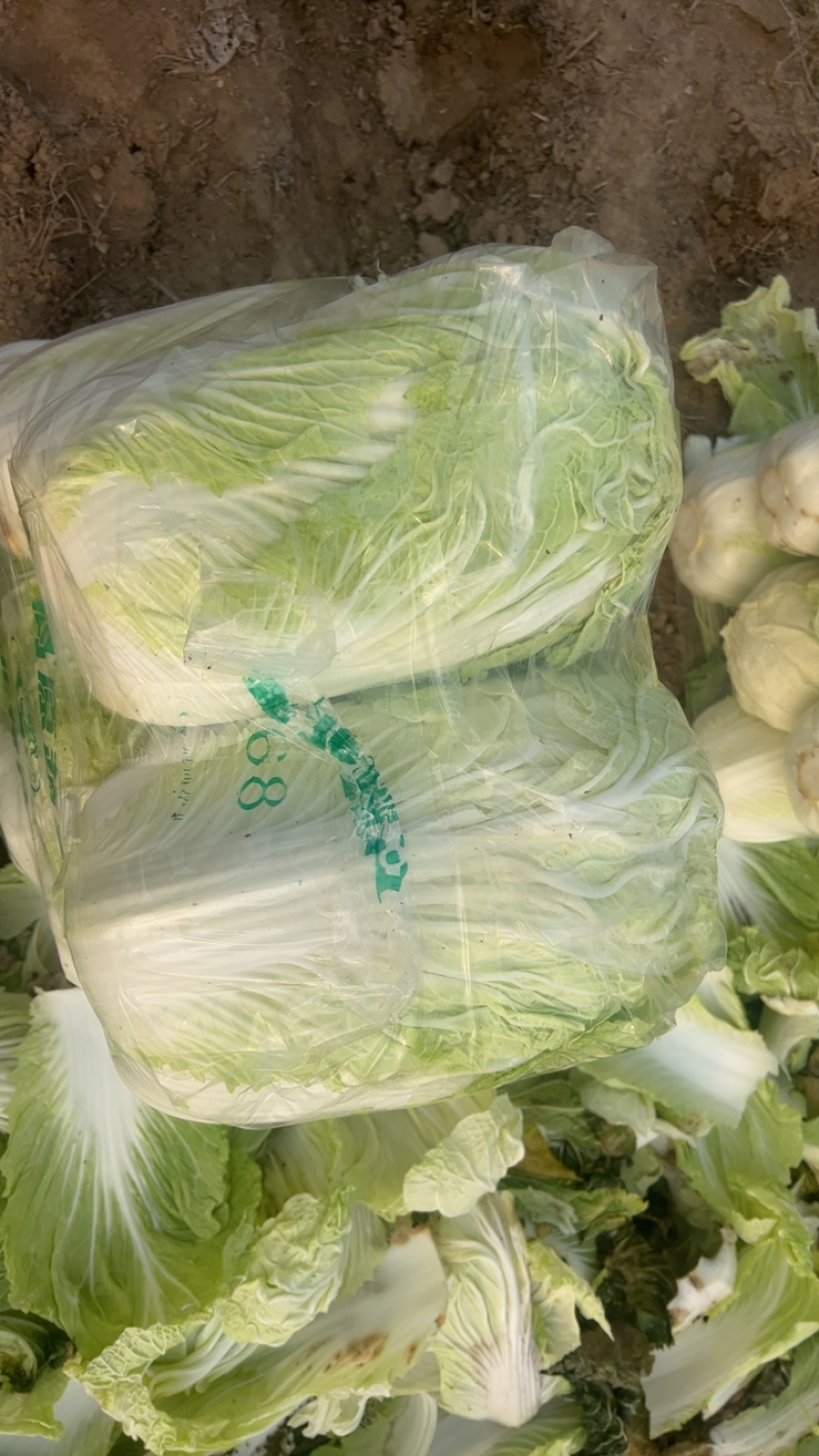 （货源地）青杂三号，大量供应加工厂，泡菜厂，市场，电商