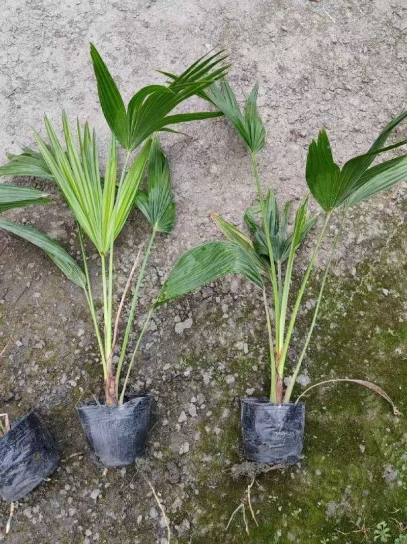 矮蒲葵杯苗自产自，高度一致冠幅一致，数量1万颗。
