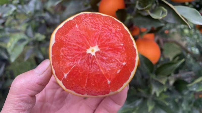 中华红血橙大量上市口感纯甜量大从优对接商超市场