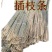 新品3804杨树苗江苏杨树苗批发零售