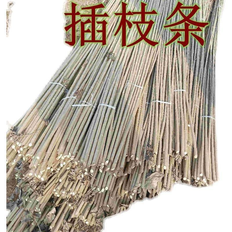新品3804杨树苗江苏杨树苗批发零售
