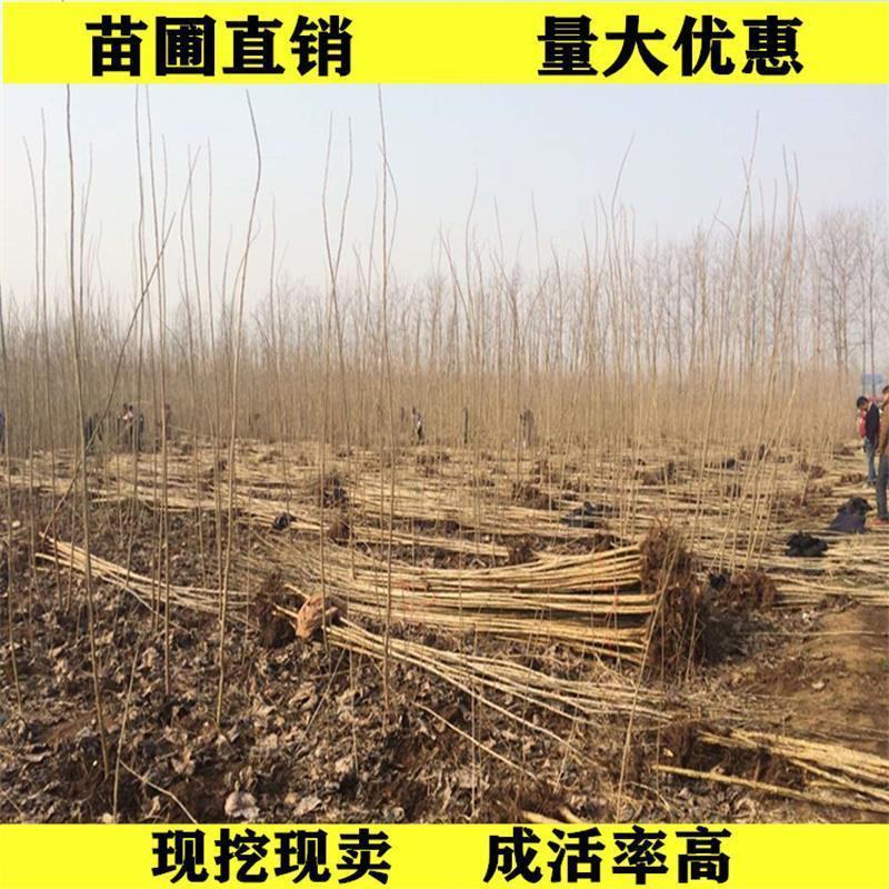 新品3804杨树苗江苏杨树苗批发零售