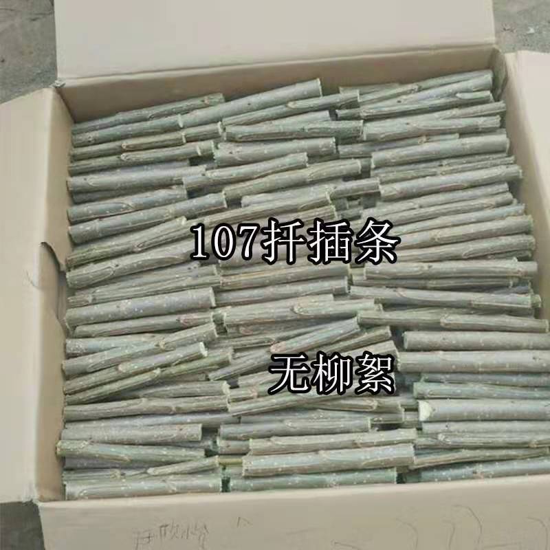 新品3804杨树苗江苏杨树苗批发零售