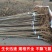 新品3804杨树苗江苏杨树苗批发零售