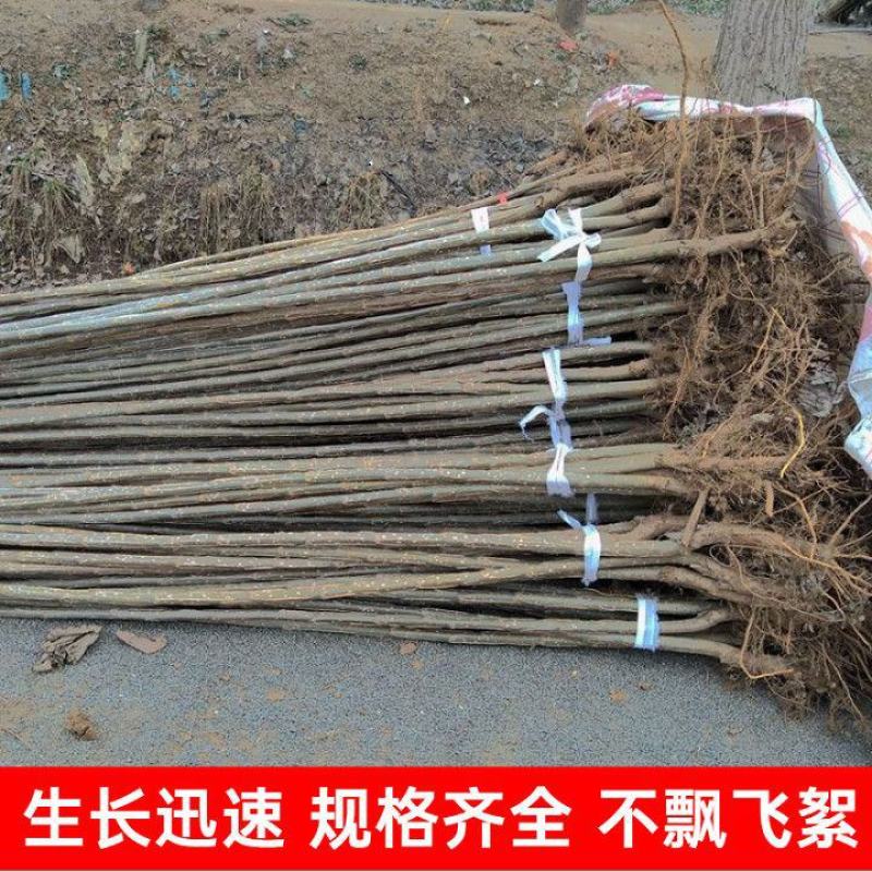 新品3804杨树苗江苏杨树苗批发零售