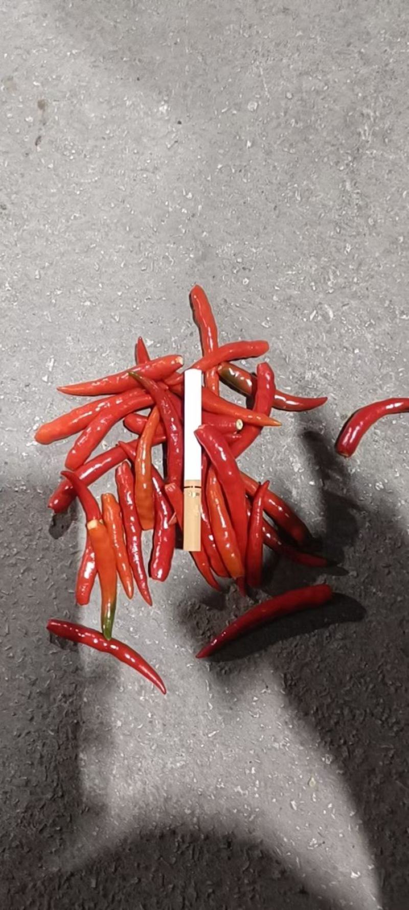 朝天椒