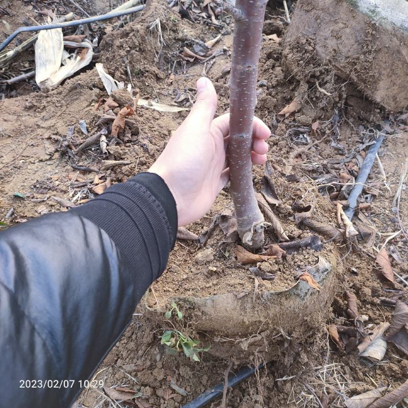 一根棍大樱桃树苗美早布鲁克斯矮化苗结婚早