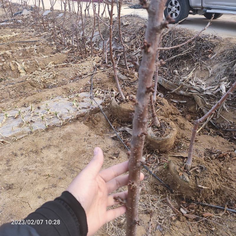 一根棍大樱桃树苗美早布鲁克斯矮化苗结婚早