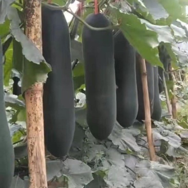 黑皮冬瓜苗白皮冬瓜苗嫁接苗水果冬瓜苗包回收免费技术指导