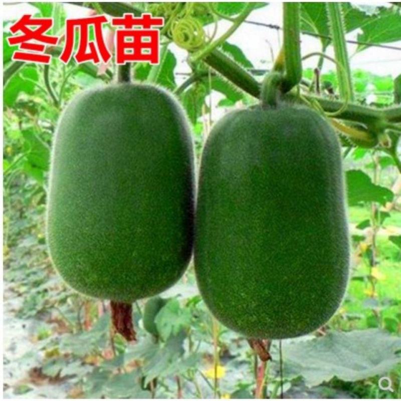 吊冬瓜苗地冬瓜苗青皮冬瓜苗一串铃冬瓜苗包回收免费技术指导