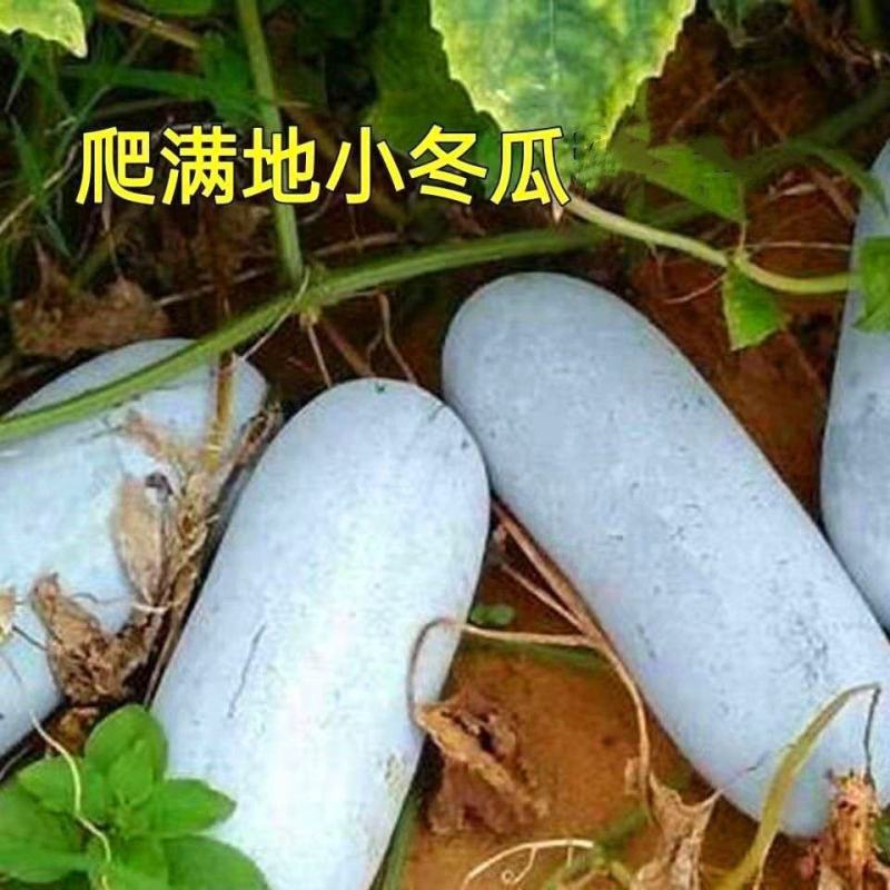 吊冬瓜苗地冬瓜苗青皮冬瓜苗一串铃冬瓜苗包回收免费技术指导