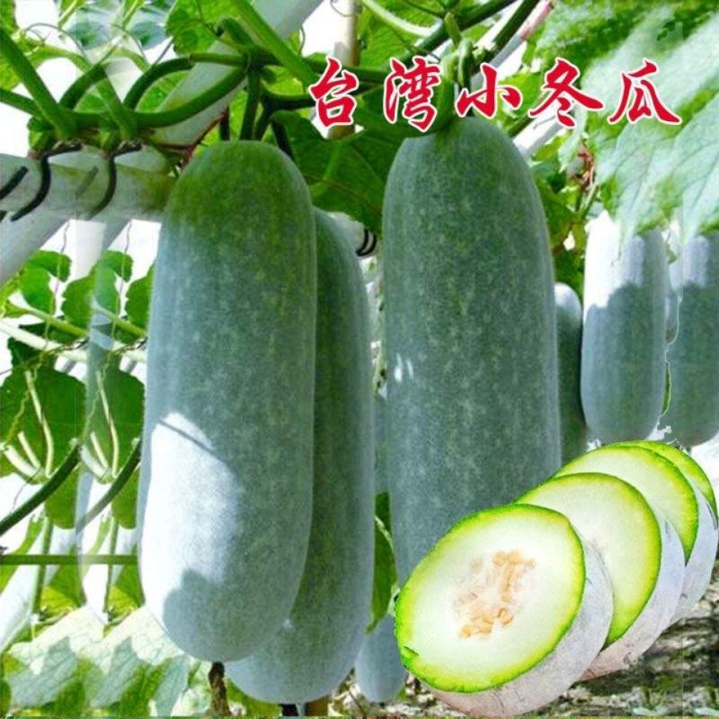 吊冬瓜苗地冬瓜苗青皮冬瓜苗一串铃冬瓜苗包回收免费技术指导