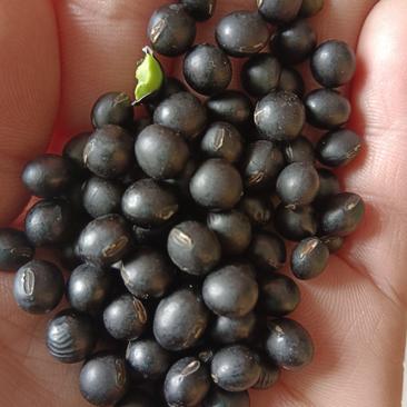 海华农产品中粒黑豆