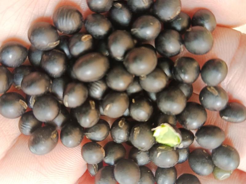 海华农产品中粒黑豆