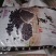 海华农产品中粒黑豆