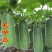 节瓜苗爬满地冬瓜苗粉皮冬瓜苗五叶米嫁接冬瓜苗包回收