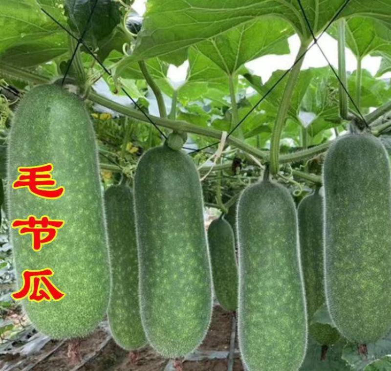 节瓜苗爬满地冬瓜苗粉皮冬瓜苗五叶米嫁接冬瓜苗包回收