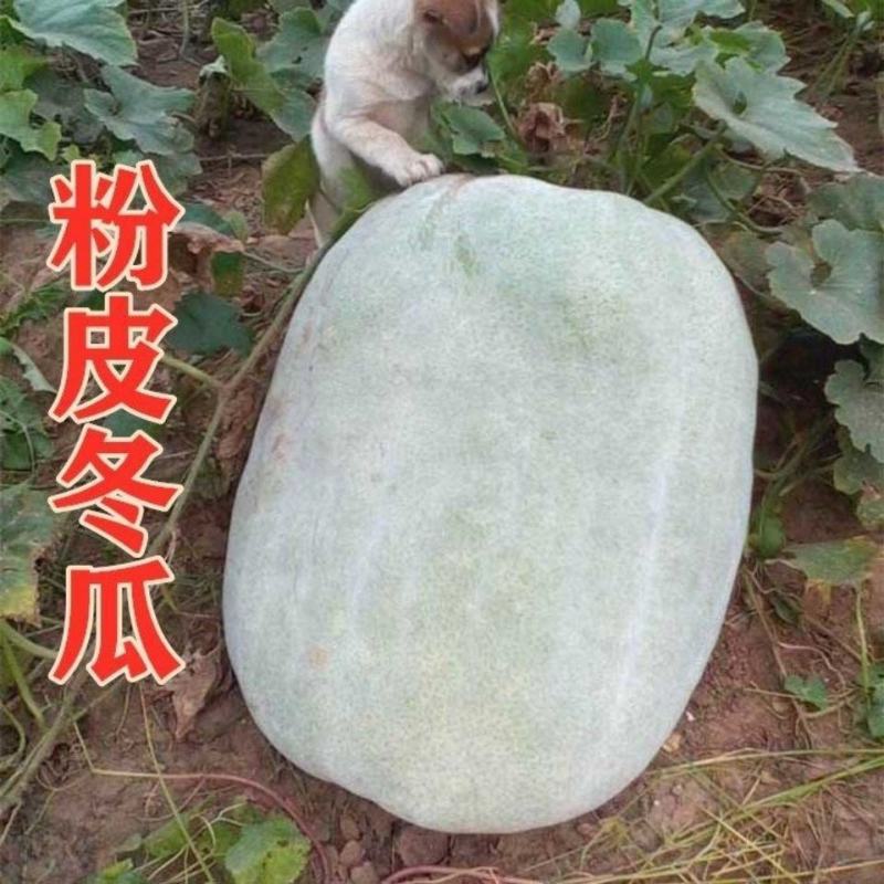 节瓜苗爬满地冬瓜苗粉皮冬瓜苗五叶米嫁接冬瓜苗包回收