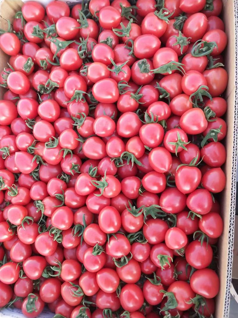 兰州市西固区西部市场精品水果批发本地精品圣女果