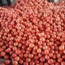 硬粉西红柿大量上市中
