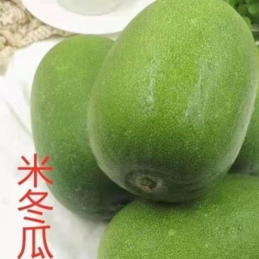 米冬瓜苗粉皮冬瓜苗翡翠冬瓜苗直播嫁接苗免费技术指导包回收